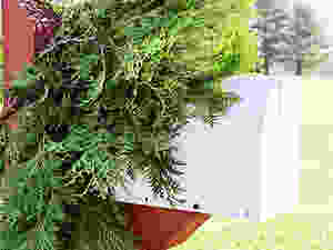 Evergreens on the white mailbox