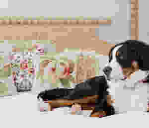 Vintage needlepoint pillows on canopy bed with Bernese Mountain Dog.