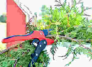Weed cutters cutting the evergreens on the mailbox