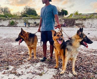 Dog walker on Nyali beach, Mombasa, Kenya