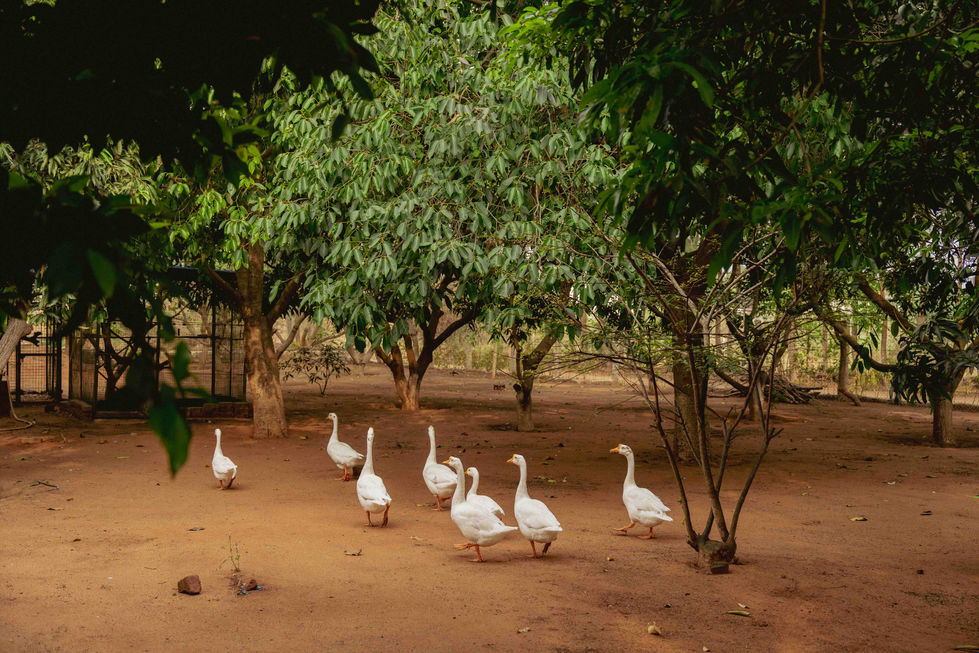 Flock of geese walking under trees in a yard.