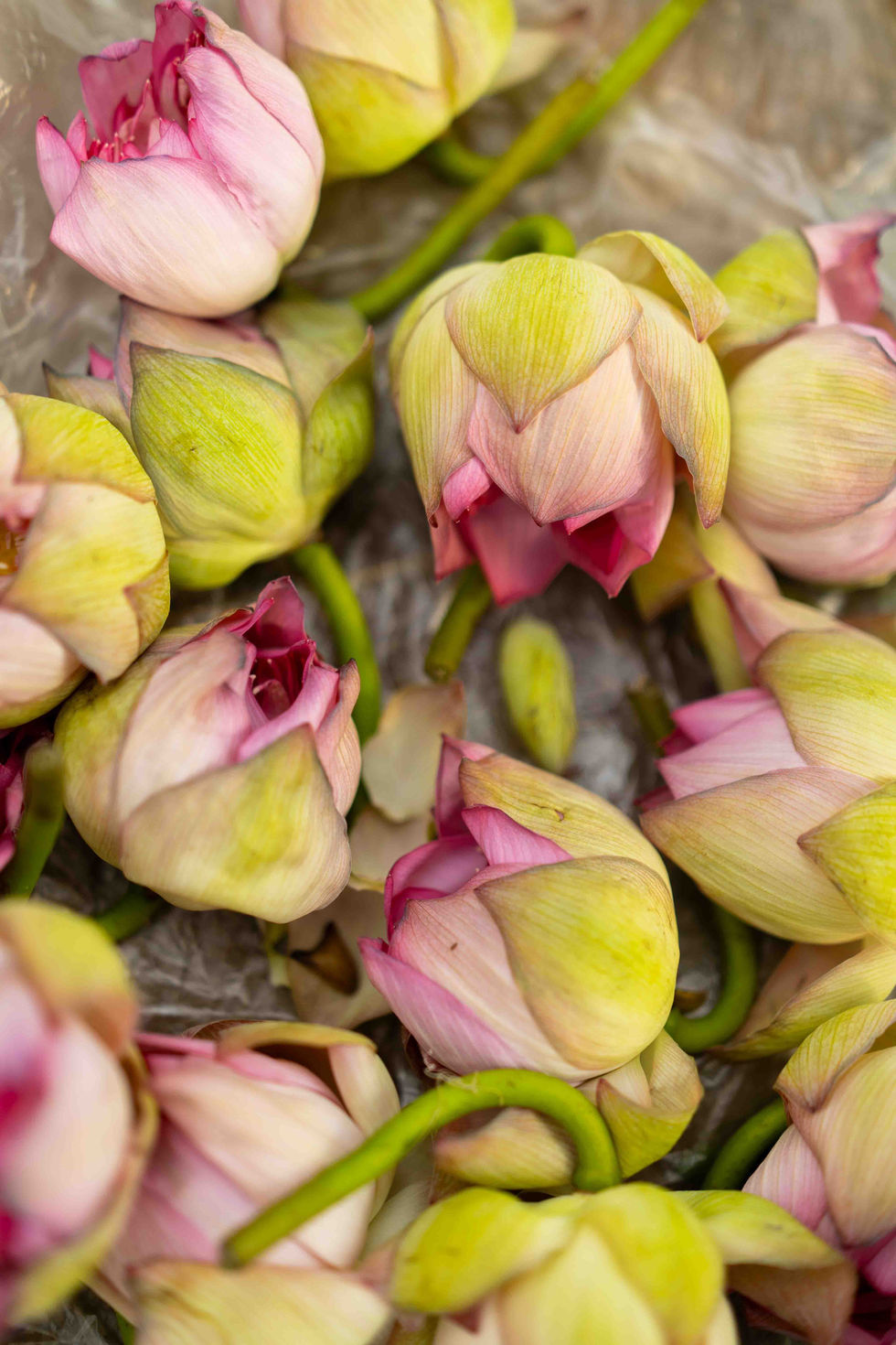 Pink and green lotus buds in close-up view.