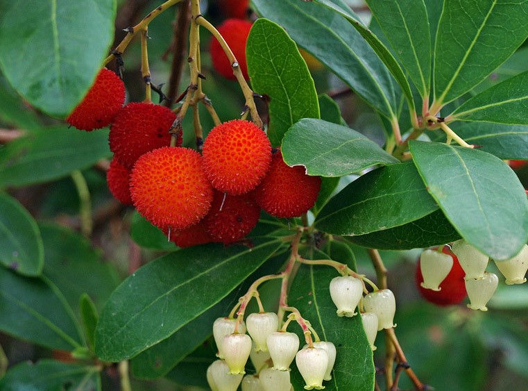 The 10 best trees for windy areas