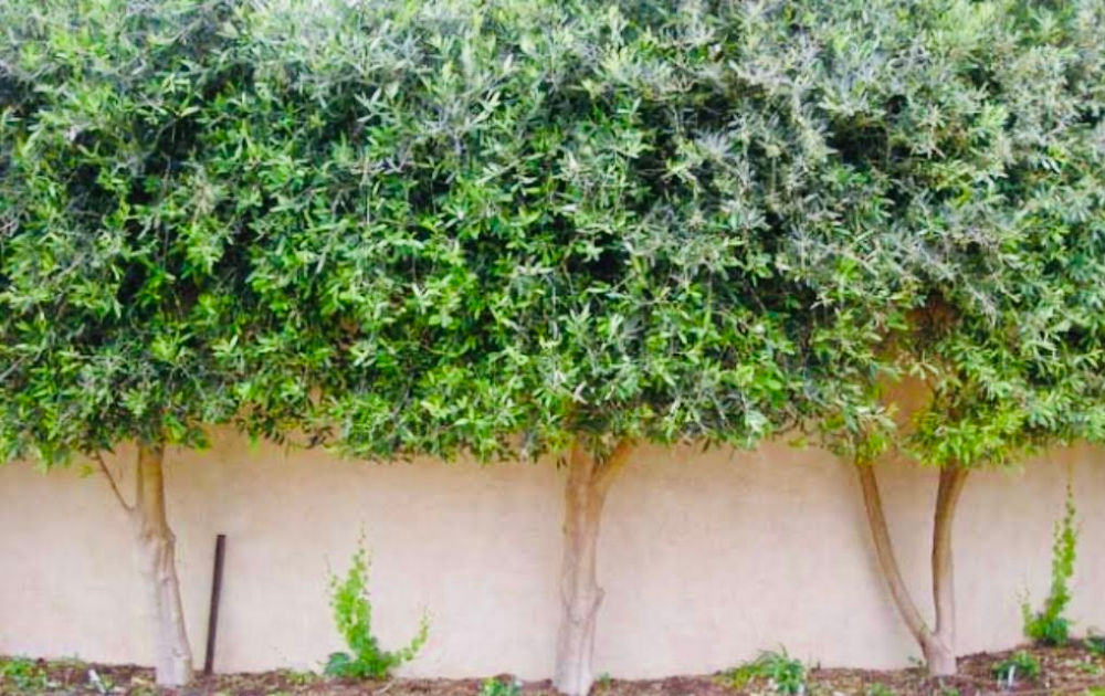 Overlooked by neighbours? Screening plants...The solution for the eternal problem!