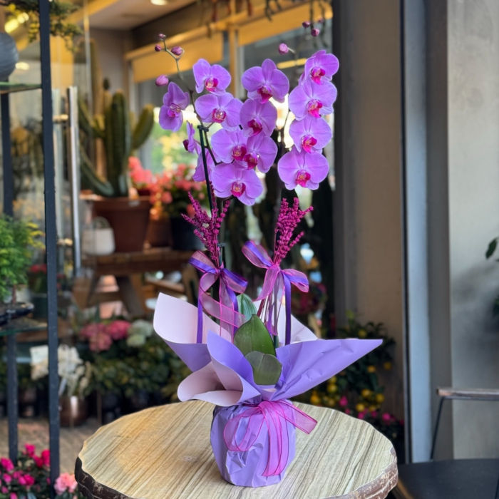 Mor Orkide