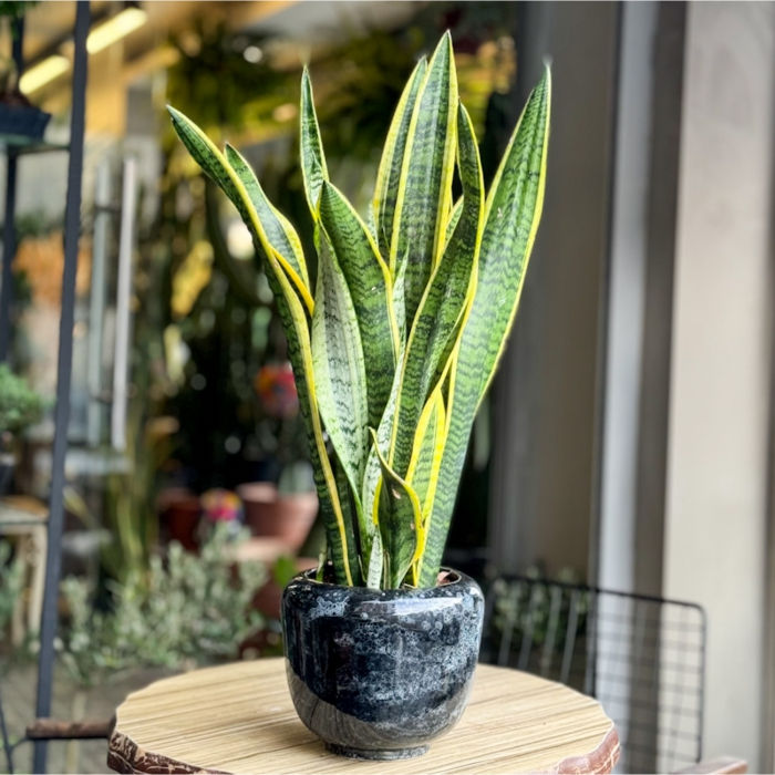 Sansevieria
