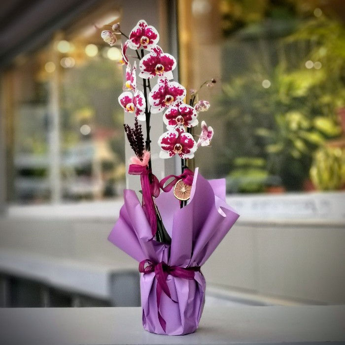 Pembe Benekli Orkide