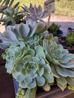 Suculentas "Echeveria"