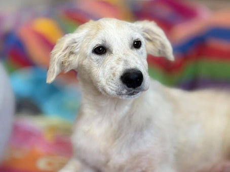 Giacomino (adottato) - Dolcissimo cucciolo taglia media (4 mesi al massimo)