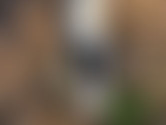 Rum - Un giovane molosso (più dogo che pitt)