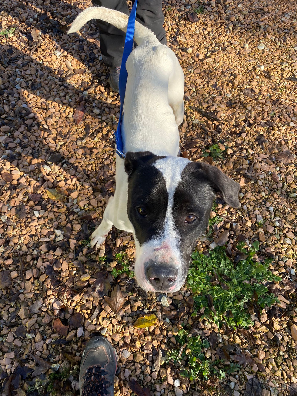 Rum - Un giovane molosso (più dogo che pitt)