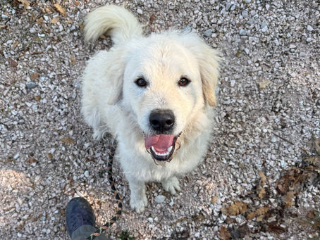 Marley - Giovane, ottima indole, non solo bello