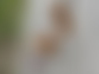 Nicodemo - Meticcio di 6 anni circa