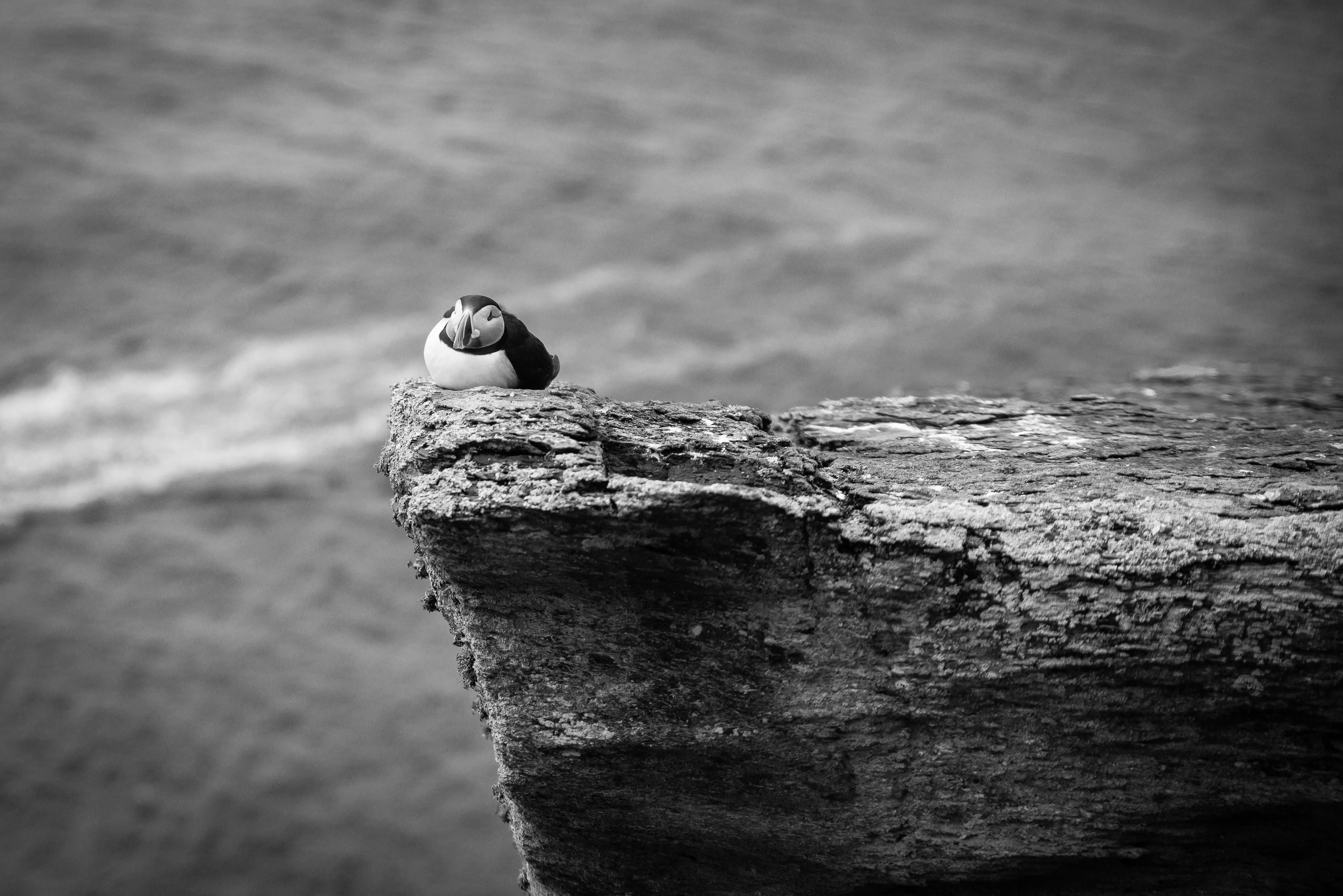 Resting Puffin B&W