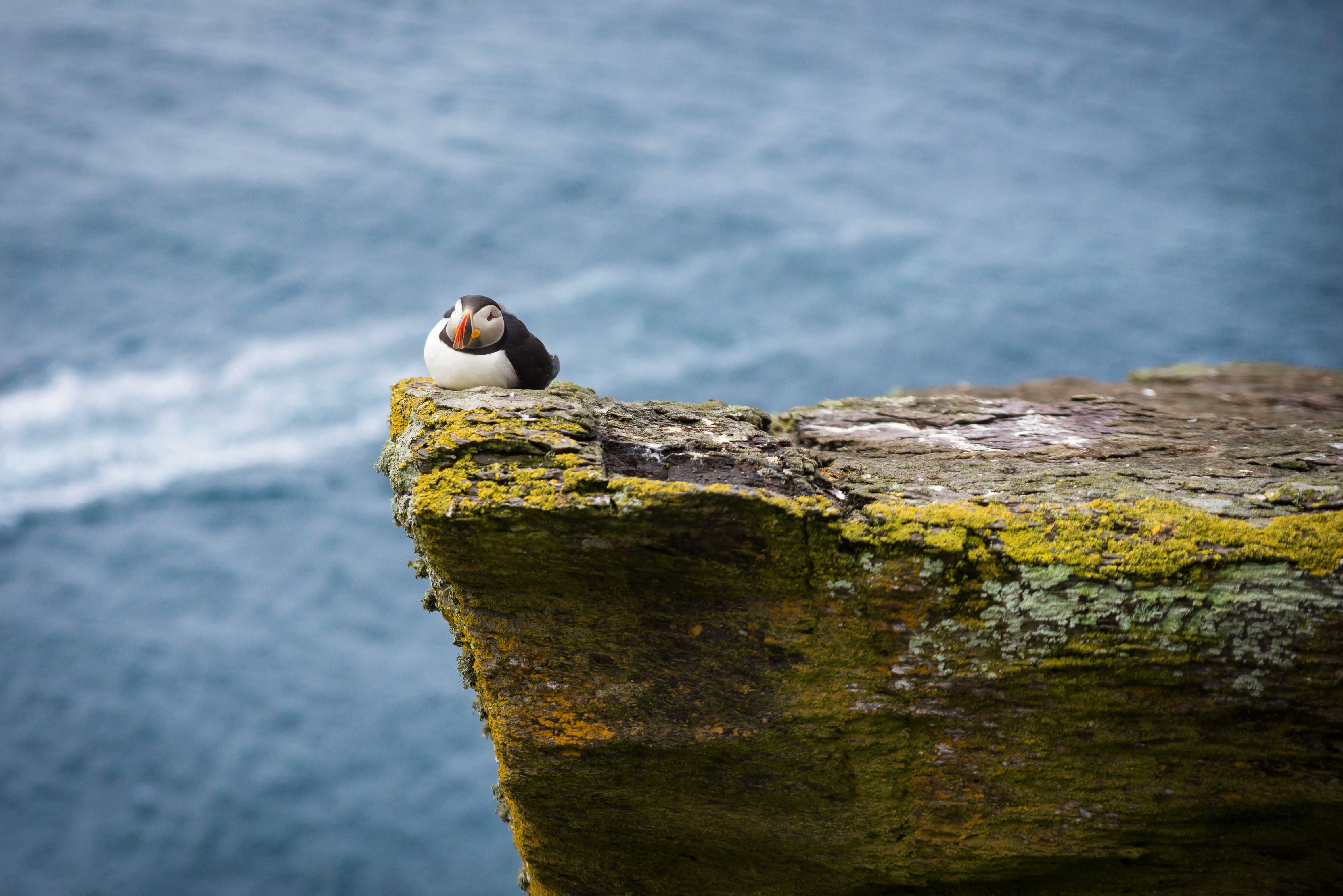 Resting Puffin