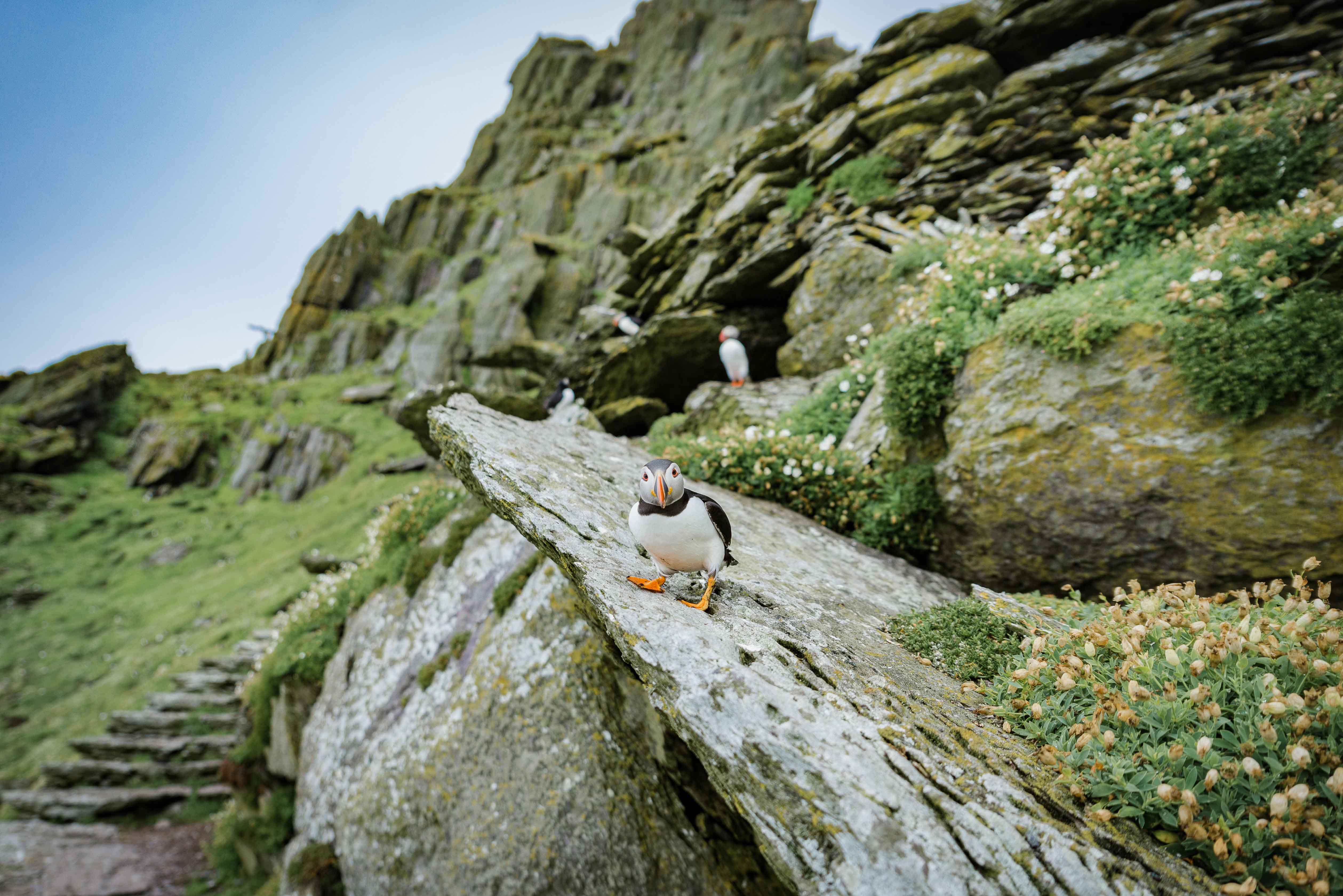 Puffin Life