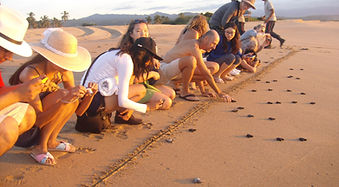 Sea Turtles Conservation (Group Project)