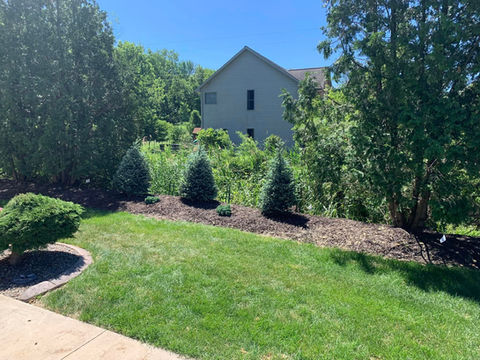 pine trees green bay.jpeg