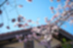 圖二:三月來福居外觀,開滿吉野櫻
