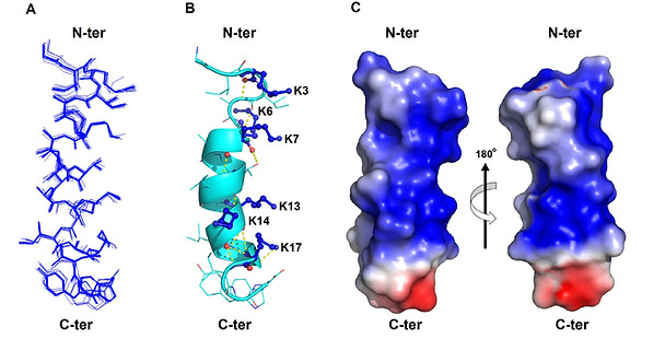 peptide1.jpg