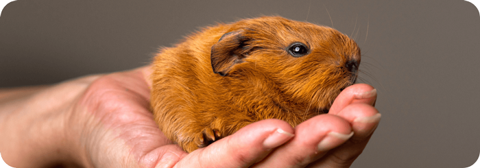 Guinea Pig