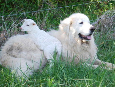 Understanding Maremma Dog Behavior Traits: A Deep Dive into Their Temperament