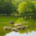 pond.jpg