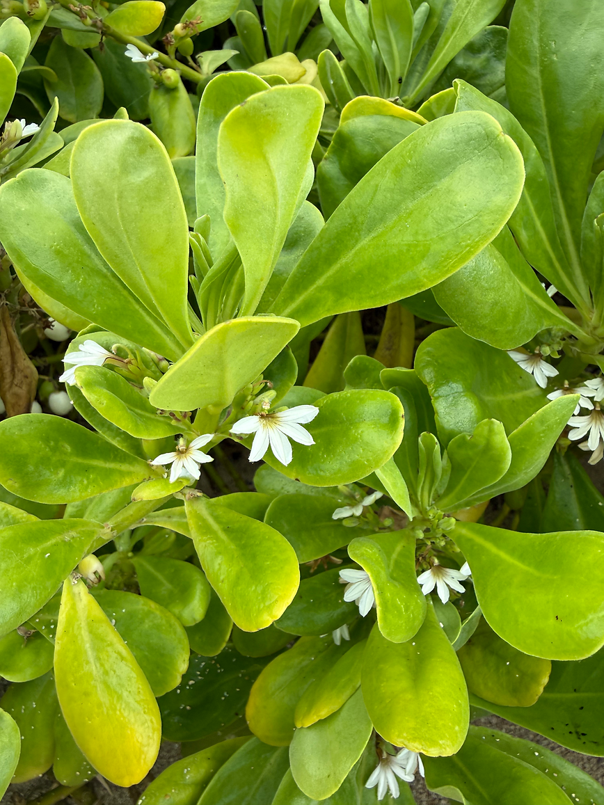 naupaka-flower-01.HEIC