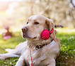 istockphoto-942413474-170667a.jpeg
