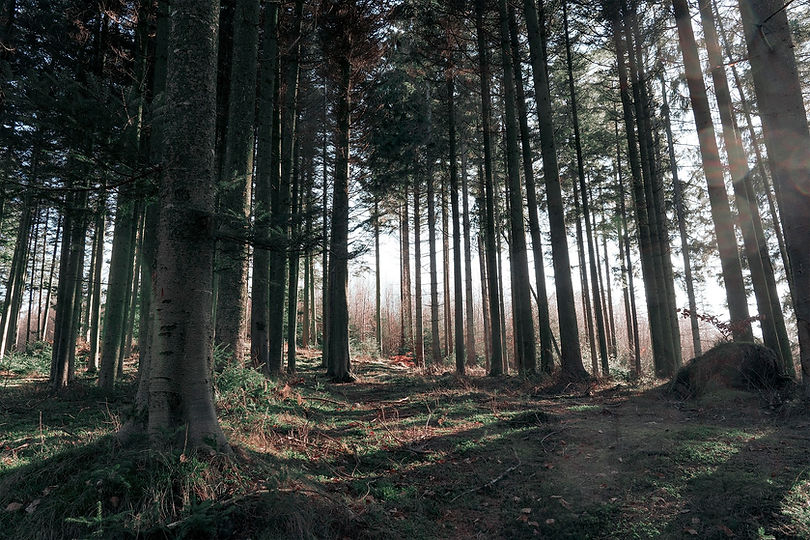 forest-6077348_1920.jpg