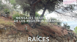 340 RAÍCES CARATULA