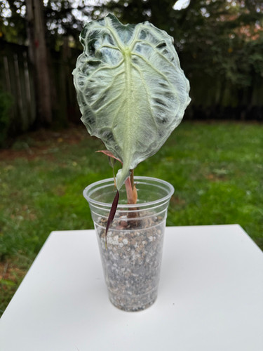 Alocasia Venom | bbtb plants