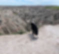 fullsizeoutput_586d.jpeg