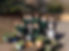 Sherborne Primary Ecoschool award and council