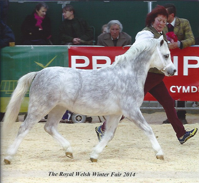 Hollyfields Welsh Ponies and Cobs