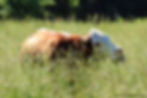 Our pastures are lush...