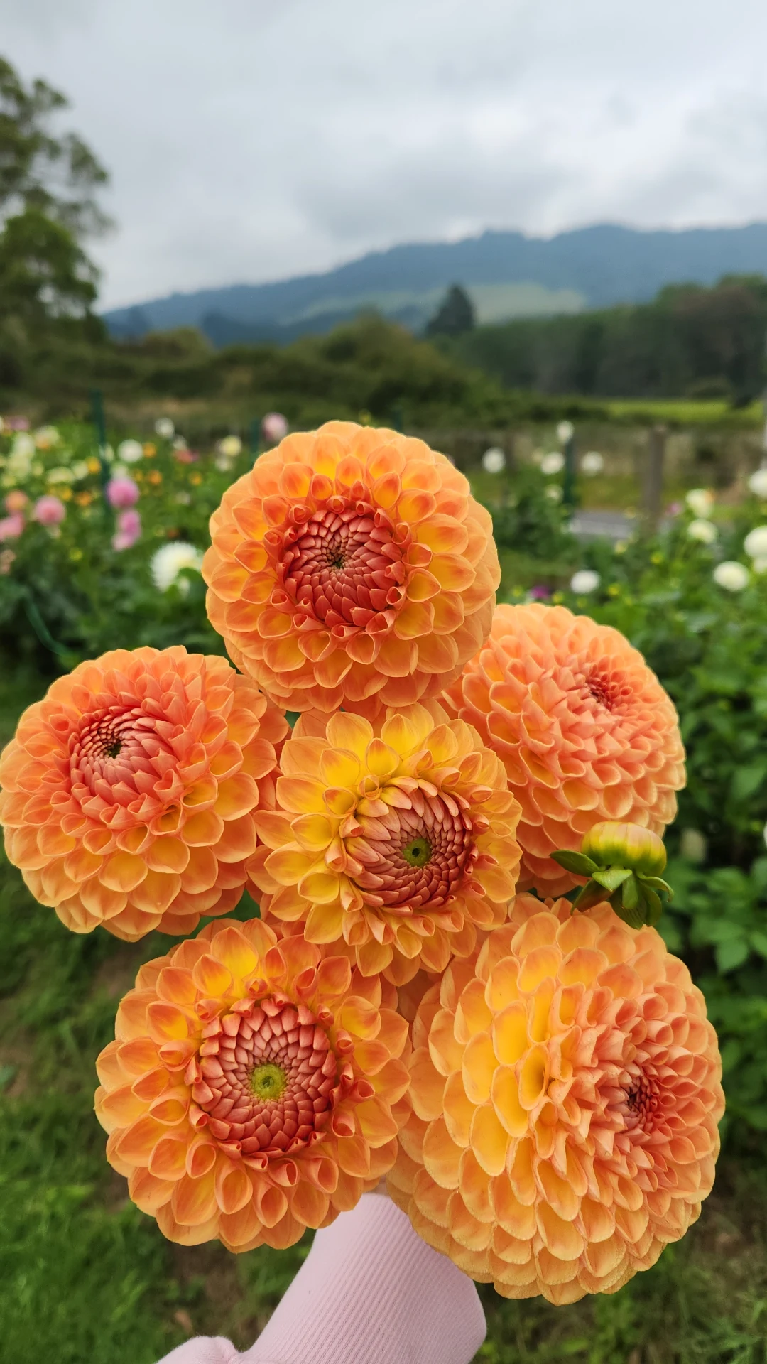 Blyton Softer Gleam | The Dahlia Lady