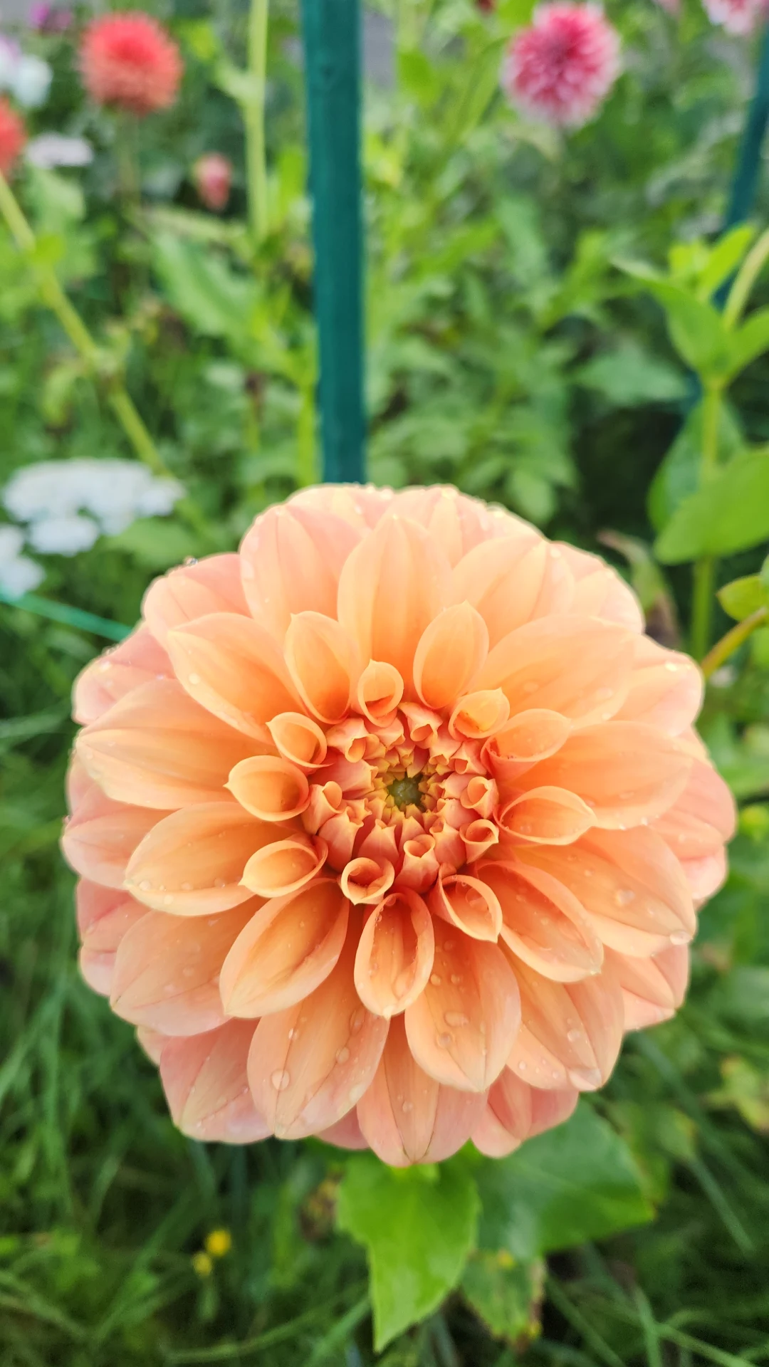 Bracken Palomino | The Dahlia Lady