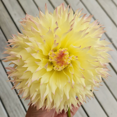 Citron Du Cap The Dahlia Lady