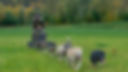 HUNDEKJÃRING_MED_VOGN_2_website_res.jpg
