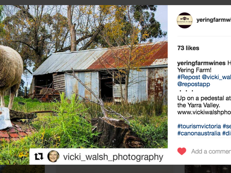Instagram feature by Yering Farm Wines