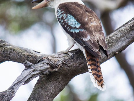 Blue Winged Kookaburras