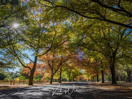 Autumn at Honour Avenue, Mount Macedon