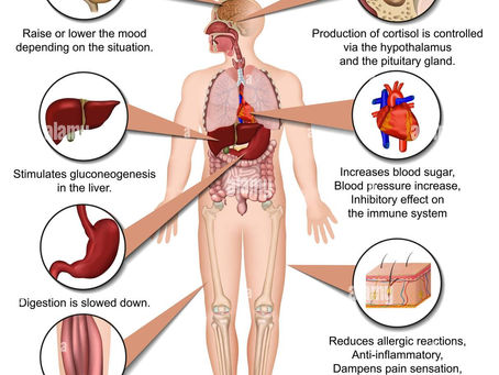 The Connection Between Stress and Cortisol: How to Keep Your Hormones in Check