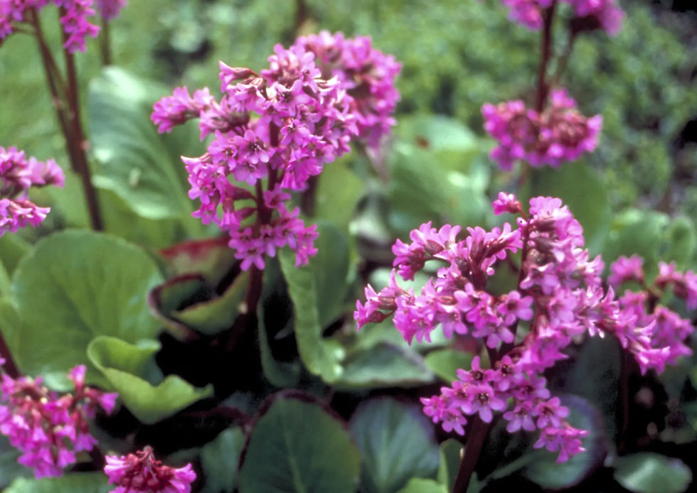 Thumbnail: Blooms held aloft on color saturated stems.