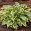Thumbnail: A beautiful Ruffled Hosta with Frilly Yellow Edges