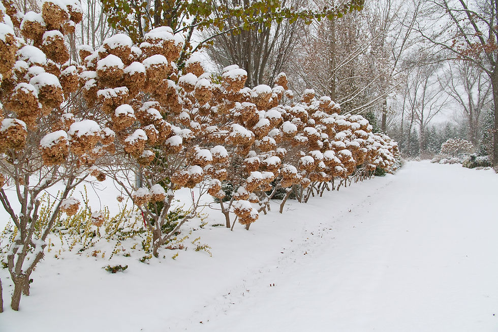 Thumbnail: Limelight Hydrangea as a Hedge with winter interest