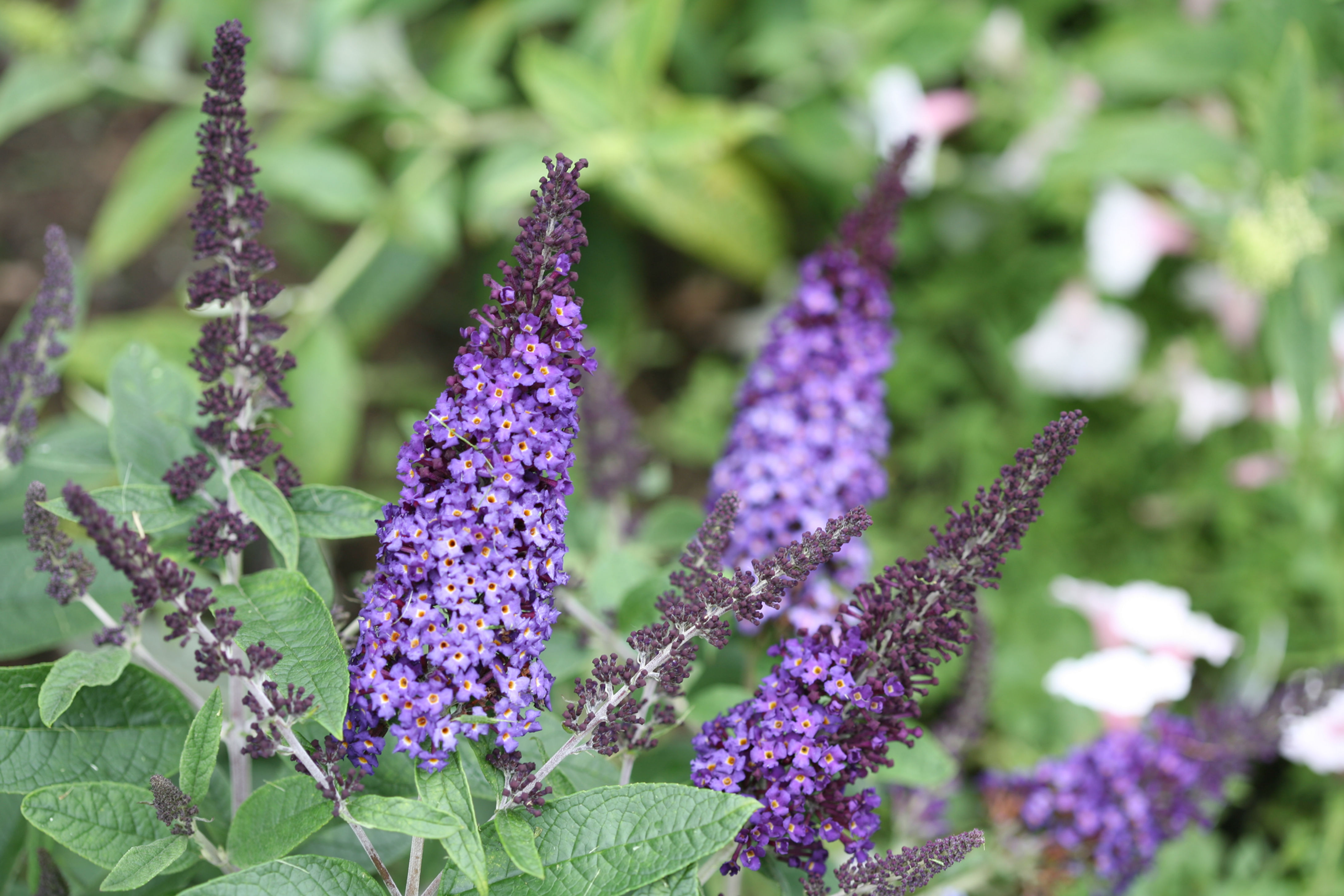 Pugster Blue® Dwarf Butterfly Bush - Full-size blooms.