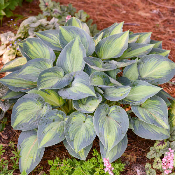 Thumbnail: You'll have a full hosta in no time with June