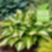 Miss America is the 2025 Hosta of the Year.